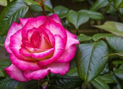 Kwiat różowej róży z liśćmi