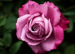Kwiat rozwiniętej różowej róży