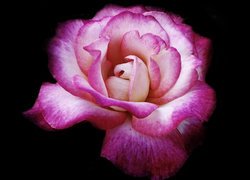 Kwiat rozwiniętej róży w zbliżeniu