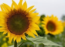Kwiat słonecznika na rozmytym tle