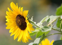 Kwiat słonecznika z listkami w słonecznym blasku