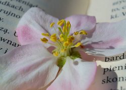 Kwiat, Pręciki, Książka, Tekst, Zbliżenie