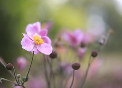 Kwiat zawilca japońskiego na rozmytym tle