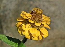 Kwiat żółtej cynii