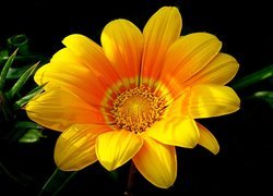 Kwiat żółtej gazanii w zbliżeniu