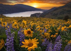 Rezerwat przyrody, Columbia River Gorge, Góry Kaskadowe, Rzeka Kolumbia, Żółte, Kwiaty, Balsamorhiza, Łubin, Zachód słońca, Łąka, Stan Waszyngton, Stany Zjednoczone