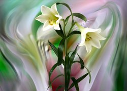 Kwiaty białej lilii w grafice