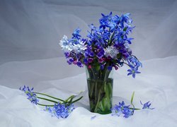 Kwiaty cebulicy i miodunki w szklance