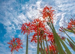 Kwiaty, Czerwona pajęcza lilia, Lycoris, Niebo, Chmury