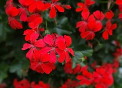 Kwiaty czerwonej pelargonii w zbliżeniu