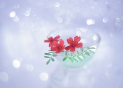 Kwiaty czerwonej werbeny w szklanym wazoniku