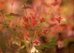 Kwiaty epimedium na rozmytym tle