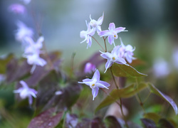 Epimedium, Kwiaty