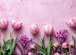 Kwiaty i biało-różowe tulipany na różowym tle