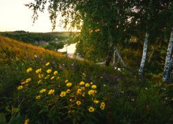 Kwiaty i brzozy na wzgórzu nad rzeką Krasivaya Mecha w Rosji