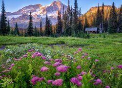 Stany Zjednoczone, Waszyngton, Park Narodowy Mount Rainier, Góry, Łąka, Domek, Drzewa, Kwiaty