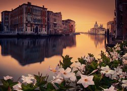 Kwiaty i domy nad kanałem w Wenecji
