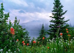 Kwiaty i drzewa na tle mgły nad górami w Parku Narodowym Mount Rainier