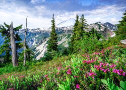 Kwiaty i drzewa na tle Mount Baker w Górach Kaskadowych