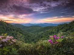 Góry, Pasmo Błękitne, Blue Ridge Mountains, Wzgórza, Lasy, Kwiaty, Różanecznik, Karolina Północna, Stany Zjednoczone