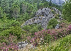 Kwiaty i drzewa wokół skał na tle gór
