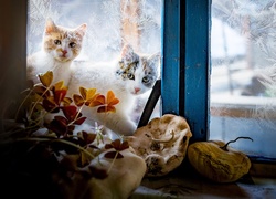 Kwiaty i dynie na parapecie oraz koty za oszronionym oknem