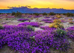 Stany Zjednoczone, Kalifornia, Góry, Park Stanowy Anza Borrego, Kwiaty, Krzewy