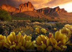 Kwiaty i kaktusy na tle gór w Arizonie