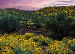 Kwiaty i kaktusy na wzgórzach