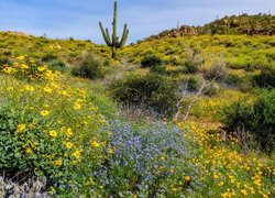Kwiaty i kaktusy saguaro na wzgórzu