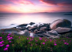 Kwiaty i kamienie nad brzegiem morza
