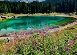 Jezioro Karersee, Lago di Carezza, Las, Drzewa, Roślinność, Kwiaty, Południowy Tyrol, Włochy