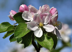 Drzewo owocowe, Jabłoń, Kwiaty, Liście