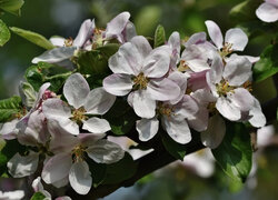 Drzewo owocowe, Jabłoń, Kwiaty, Liście, Gałęzie