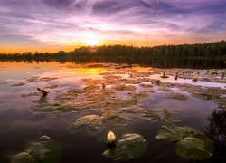 Jezioro, Las, Liście, Kwiaty, Lilie wodne, Wschód słońca