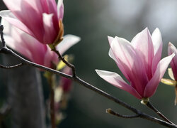 Kwiaty i pąki magnolii