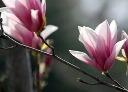 Magnolia, Gałązki, Kwiaty