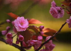 Kwiaty i pąki wiśni japońskiej na gałązce