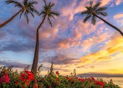Stany Zjednoczone, Hawaje, Wyspa Maui, Morze, Palmy, Kwiaty, Chmury