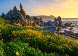 Morze, Skały, Łąka, Kwiaty Stany Zjednoczone, Kalifornia, Półwysep Monterey, Zatoka Carmel