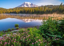 Kwiaty i świerki przy jeziorze w Parku Narodowym Mount Rainier