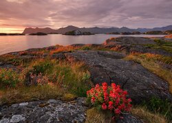 Kwiaty i trawy na skałach nad jeziorem