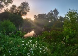 Promienie słońca, Lato, Łąka, Staw, Rośliny, Drzewa, Kwiaty, Margerytki