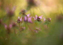 Kwiaty jasnoty purpurowej w rozmyciu