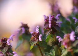 Kwiaty jasnoty purpurowej