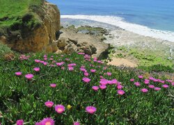 Kwiaty karpobrotu i klif nad morzem