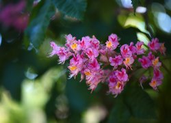 Kwiaty kasztanowca