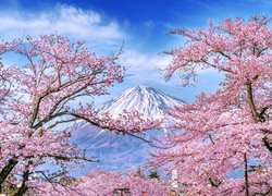 Kwiaty kwitnącej wiśni na tle góry Fudżi w Japonii