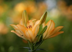 Kwiaty lilii