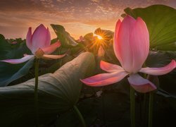 Kwiaty lotosu w promieniach słońca
